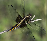 Dragonfly
